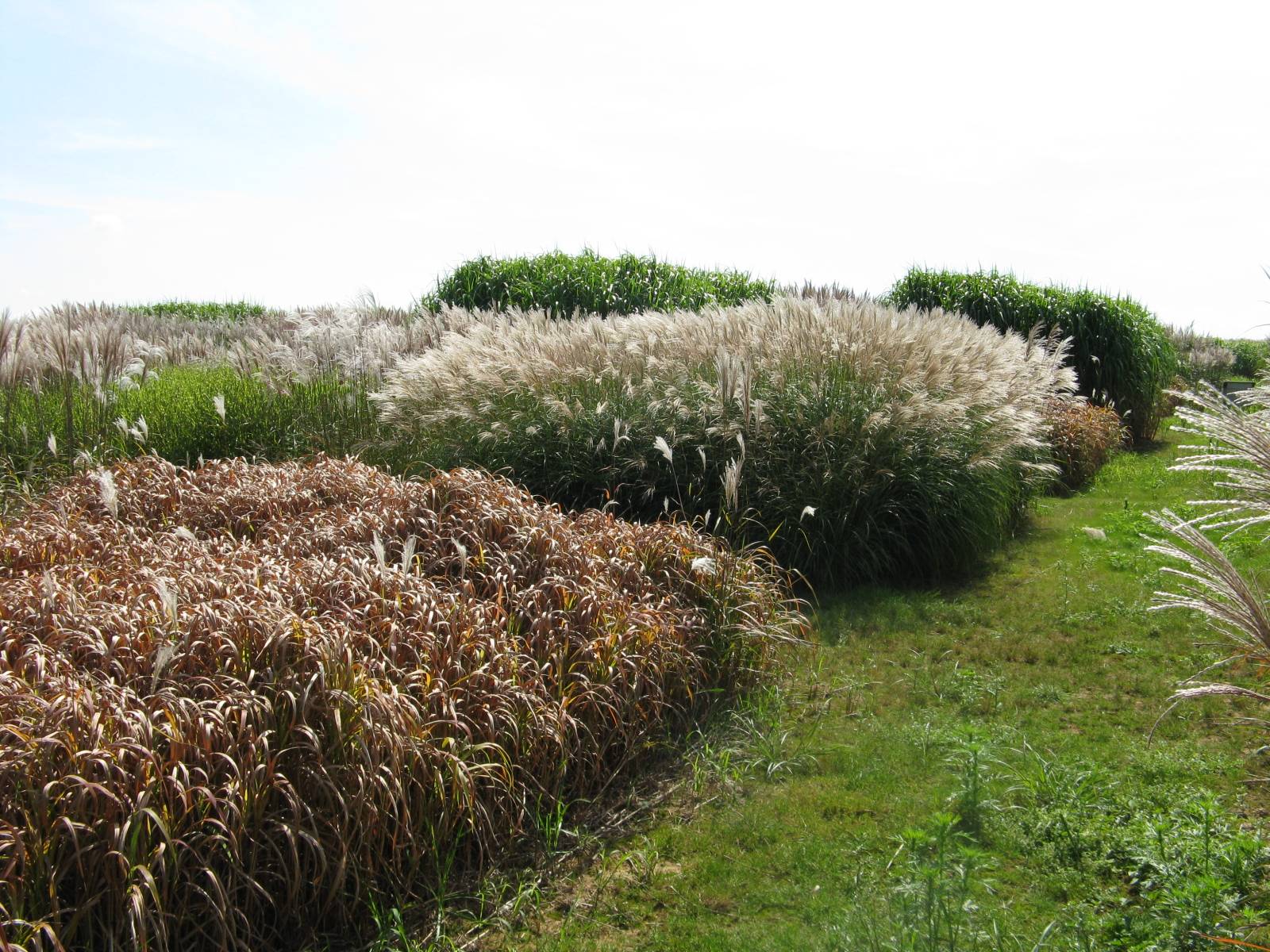 Expérimentation de miscanthus